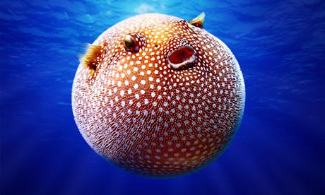 A white spotted pufferfish