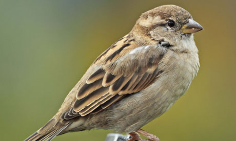 Sparrow-008.jpg