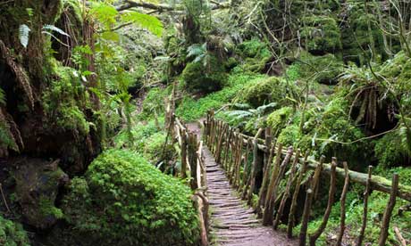 Forever England … Puzzlewood in the Forest of Dean, where JK Rowling grew up.