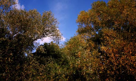 Autumn scene
