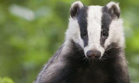 badger