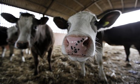 Cows at Rectory Farm, Newport Pagnell