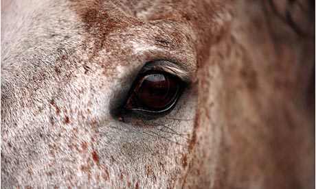 A horse