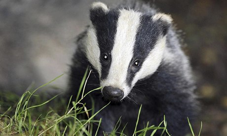 Badger