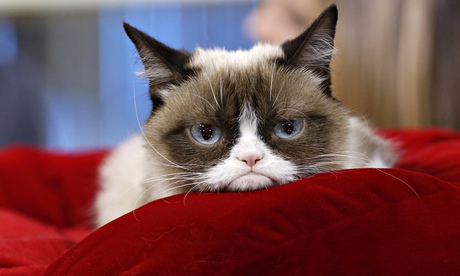 Grumpy Cat