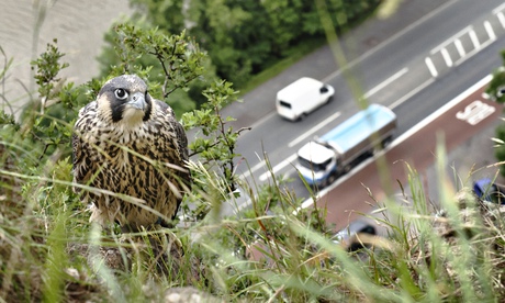 a peregrine falcon perched above a busy road in Bristol