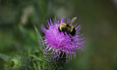 The transformation of wild-flower meadows into arable fields has been disasterous for bumblebees.