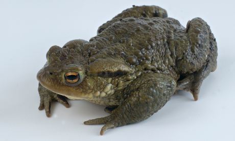 Common Toad