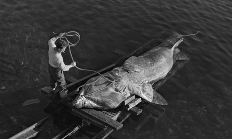In cold blood … a freshly caught basking shark is pulled out of the sea at Gavin Maxwell's fishery o