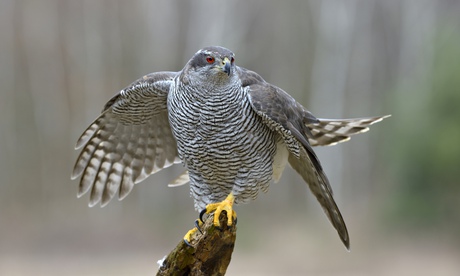 'Murderous, difficult to tame, sulky, fractious and foreign' … a northern goshawk. 