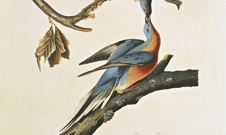 John James Audubon’s Ectopistes migratorius, passenger pigeon (1827-30)
