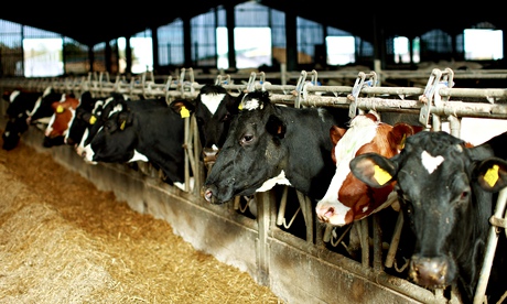 Dairy cows