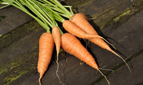 Grown carrots