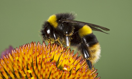 Buff-tailed bumblebee (<em>Bombus terrestris</em>) adult feeding on echinacea flower. Photograph: Rex