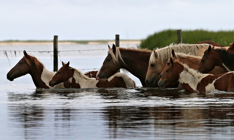 'Enormous fun to read' … wild ponies cross a creek on Assateague Island, Virginia.