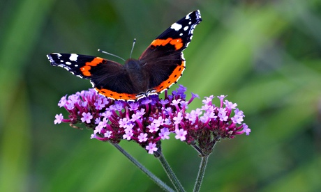 Red Admiral butterfly on a Verbena bonariensis. Image shot 2008. Exact date unknown.