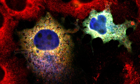 Mitochondrial silhouettes