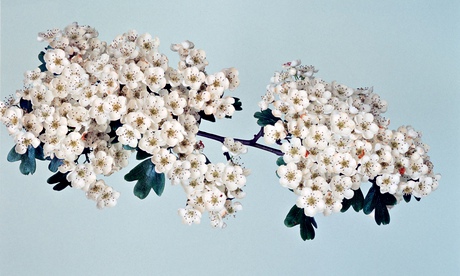 Sets human impermanence in stark relief' … a hawthorn tree.