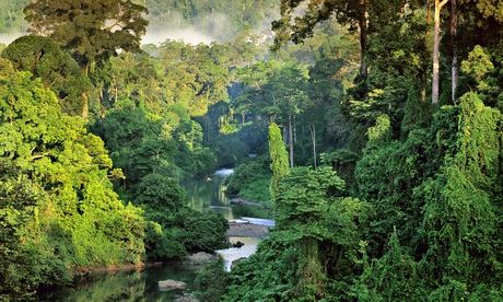 ‘Catling’s themes are about forms of psychic and physical colonisation’ … a rainforest in Borneo.