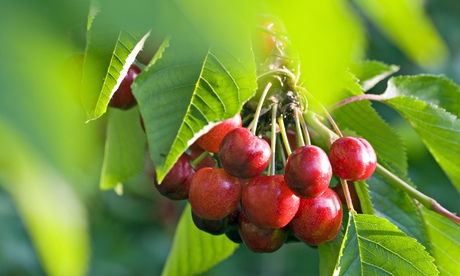 Cherries ripening 