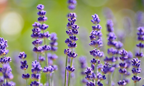 Lavender (Lavandula)