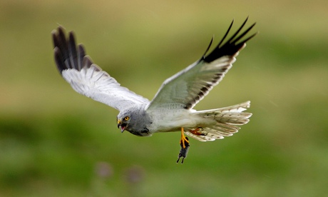 Stealthy hunting flight … a male hen harrier.