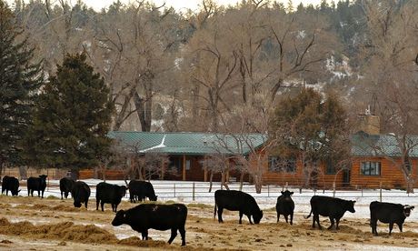 Vast and hostile landscape … a cattle ranch in Montana.