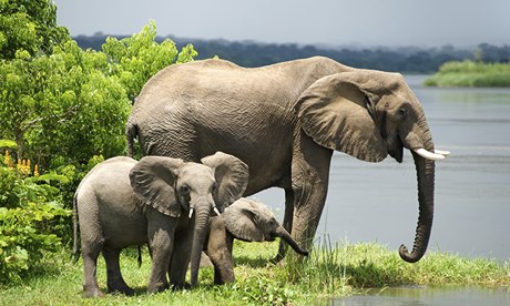 African elephants 