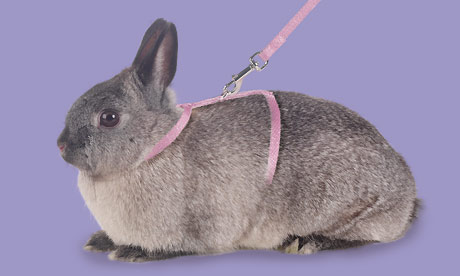 Clothes For Rabbits