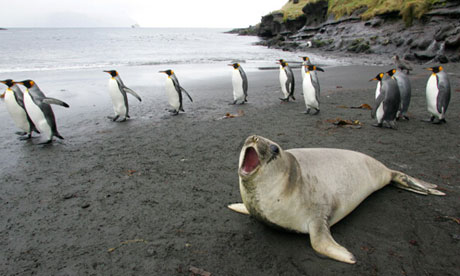 a colony of king penguins and an elephant seal on Possession Island 