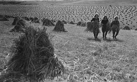 A wheat field is harvested in Sussex during the second world war