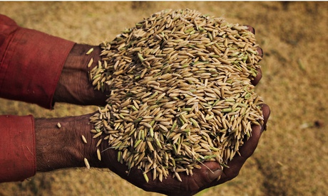 Rice being harvested in Punjab, Pakistan