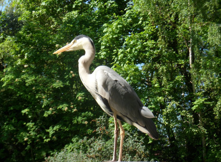 campus creatures: Heron Nottingham