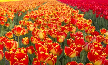 Dutch tulips