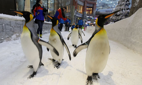 penguins in dubai