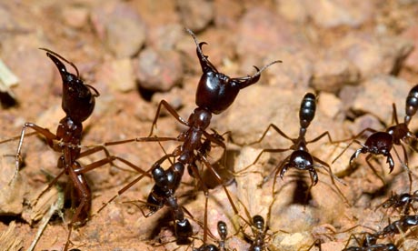 Army Ant Colony