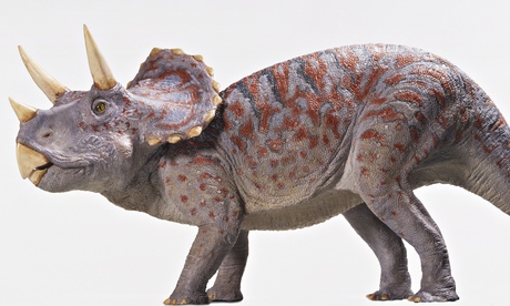 1 horned triceratops