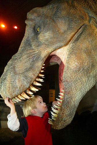Gallery How to play : A child stares at the model of a Tyrannosaurus Rex