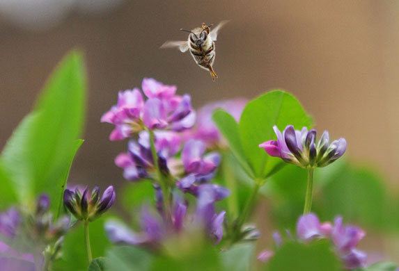 great plant hunt: Bee flies over wild flowers