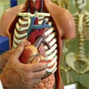 A model used by medical students at Keele University