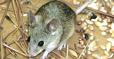 Phil Gates on the new mouse species in Cyprus | Environment | The Guardian