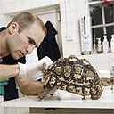 A vet at work