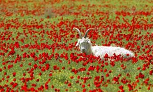A goat in a poppy field