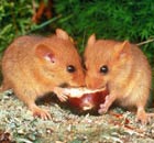 Two dormice feeding on chestnut