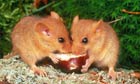 Two dormice feeding on chestnut
