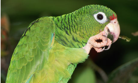 Is the parrot a person?