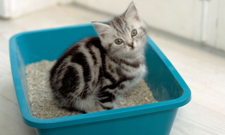 Kitten using litter tray