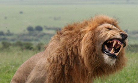 Male lions in their own territory, listening to recorded, amplified roars, generally roared back