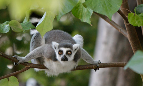 A lack and white ruffed lemur