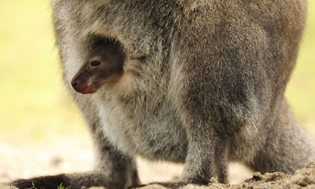 kangaroo wallaby
